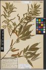 Foto von Salix alba L. x Salix fragilis L.